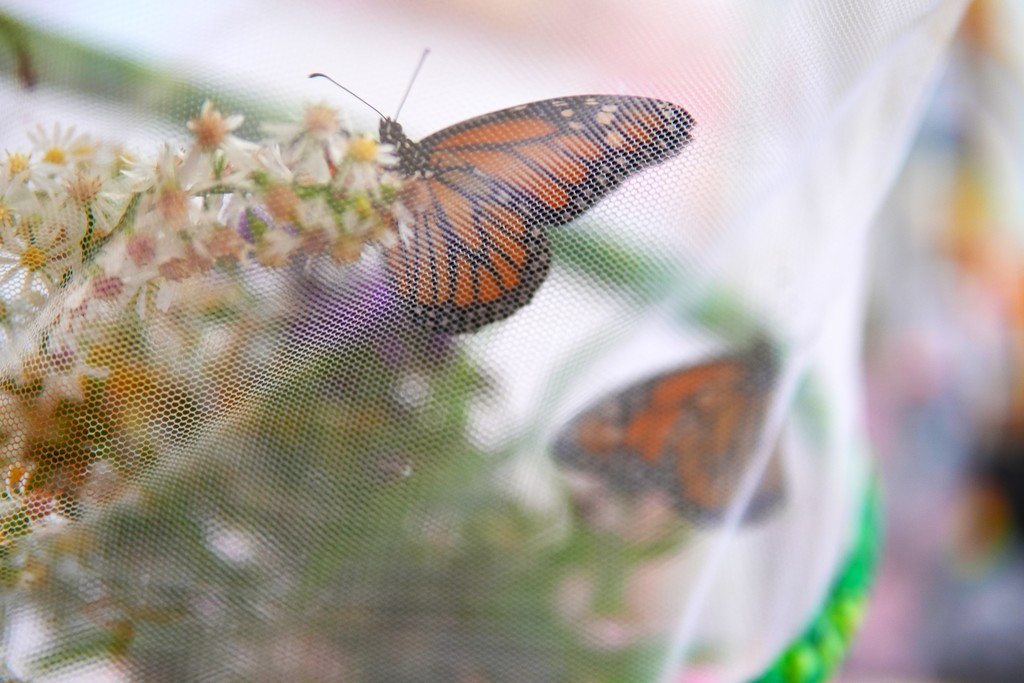 TST Students release just-hatched butterflies