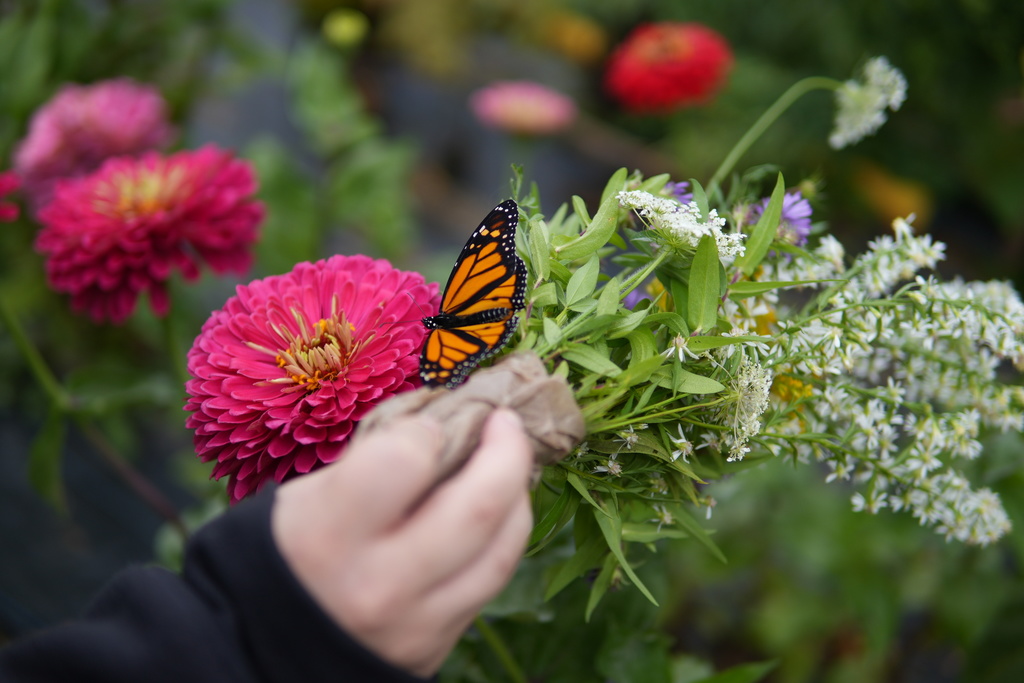TST Students release just-hatched butterflies